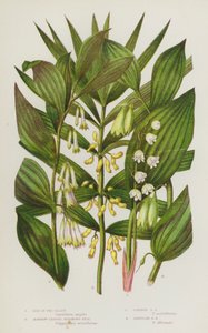 Plantas con flores de Gran Bretaña: Lirio de los valles, Foca de Salomón de hoja estrecha, Foca de Salomón común, Foca de Salomón angular (litografía en color) de English School