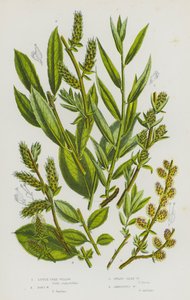 Plantas con flores de Gran Bretaña: Sauce arbóreo pequeño, Sauce de Don, Sauce sedoso enano, Sauce ambiguo (litografía en color) de English School