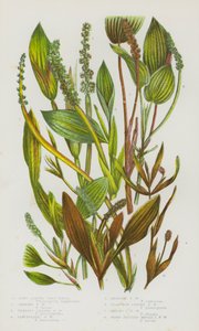 Plantas con Flores de Gran Bretaña: Hierba de Estanque de Hoja Larga, Hierba de Estanque Brillante, Hierba de Estanque de Hojas Variadas, Hierba de Estanque Lanceolada, Hierba de Estanque Rojiza, Hierba de Estanque de Hoja de Llantén, Hierba de Estanque de de English School