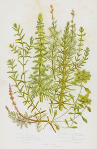 Plantas con Flores de Gran Bretaña: Cola de Caballo, Milenrama de Agua, Milenrama de Agua Espigada, Milenrama de Agua de Flores Alternas, Estrella de Agua, Estrella de Agua Pedunculada, Estrella de Agua Otoñal