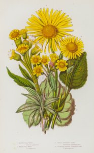 Plantas con Flores de Gran Bretaña: Pulguera de Pantano, Pulguera de Campo, Gran Árnica, Árnica de Hojas de Llantén
