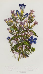 Plantas con flores de Gran Bretaña: Genciana de los pantanos, Genciana de primavera, Genciana alpina pequeña, Genciana de flor pequeña, Genciana de campo (litografía en color) de English School