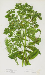 Plantas con flores de Gran Bretaña: Euforbia de pantano, Euforbia peluda coralina, Euforbia de ramas frondosas, Euforbia de ciprés de English School