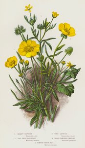 Plantas con flores de Gran Bretaña: Corneja de los prados, Ranúnculo velloso pálido, Corneja del maíz, Corneja de flor pequeña, Cola de ratón común (litografía en color) de English School