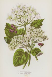 Plantas con flores de Gran Bretaña: Mealy Guelder Rose, Common Guelder Rose (litografía en color) de English School