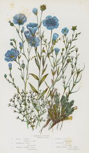 Plantas con flores de Gran Bretaña: Ciprés musgoso, Lino perenne, Lino de hoja estrecha, Lino común, Lino catártico, Lino de hoja de tomillo, Buffonia esbelta (litografía en color) de English School