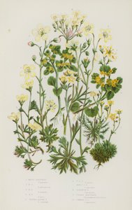 Plantas con Flores de Gran Bretaña: Saxífraga Musgosa, Saxífraga Musgosa, Saxífraga Musgosa, Saxífraga Musgosa, Saxífraga Alpina Aglomerada, Saxífraga Alpina Aglomerada, Saxífraga Alpina Musgosa, Saxífraga de Geranio, Saxífraga Dorada, Saxífraga Dorada Com de English School