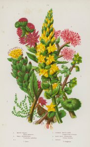 Plantas con Flores de Gran Bretaña: Tillaea Musgosa, Hierba de Dinero, Hierba de Dinero, Siempreviva Común, Sedum de Raíz de Rosa, Orpina (litografía en color) de English School