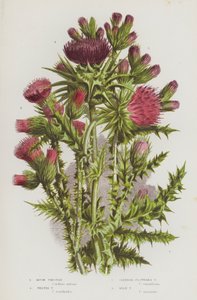Plantas con flores de Gran Bretaña: Cardo Almizclero, Cardo Welted, Cardo de Flor Esbelta, Cardo Lechero (litografía en color)