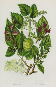 Plantas con flores de Gran Bretaña: Pellitory of the Wall, Hop, Common Elm, Broad-Leaved Elm (litografía en color) de English School