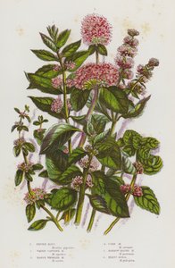 Plantas con Flores de Gran Bretaña: Menta Piperita, Menta Capitata de Agua, Menta Verticilada de Pantano, Menta de Maíz, Menta de Hoja Estrecha, Poleo (litografía en color) de English School