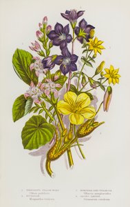Plantas con flores de Gran Bretaña: Perfoliate Yellow-Wort, Buckbean, Nymphoea-Like Villarsia, Jacobs Ladder (litografía en color) de English School
