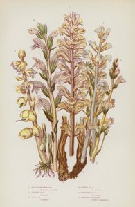 Plantas con flores de Gran Bretaña: Picris Broom Rape, Lesser Broom Rape, Ivy Broom Rape, Purple Broom Rape, Branched Broom Rape, Greater Toothwort (litografía en color) de English School