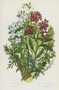 Plantas con flores de Gran Bretaña: Cohete de mar púrpura, Col rizada de mar, Berro de verruga o Berro de cerdo, Berro de verruga menor de English School