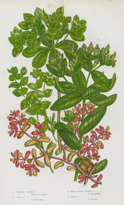 Plantas con flores de Gran Bretaña: Purple Spurge, Sun Spurge, Broad Leaved Warted Spurge, Irish Spurge (litografía en color) de English School