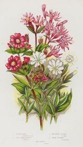 Plantas con flores de Gran Bretaña: Robin desgarrado, Atrapa moscas rojo alemán, Atrapa moscas rojo alpino, Atrapa moscas blanco, Campion rojo de English School