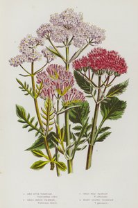 Plantas con flores de Gran Bretaña: Valeriana de espolón rojo, Valeriana de pantano pequeña, Gran valeriana silvestre, Valeriana de hoja de corazón (litografía en color) de English School