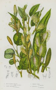 Plantas con flores de Gran Bretaña: Reticulated Willow, Downy Mountain Willow, Common Osier, Auricled Osier (litografía en color) de English School