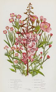 Plantas con flores de Gran Bretaña: Hierba de sauce de bahía rosa, Hierba de sauce grande y peluda, Hierba de sauce de flor pequeña y peluda, Hierba de sauce de hoja ancha y lisa, Hierba de sauce de hoja pálida y lisa, Hierba de sauce de tallo cuadrado, Hi de English School