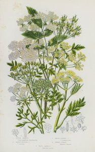 Plantas con flores de Gran Bretaña: Chervil áspero, Chervil de fruto leonado, Chervil de hoja ancha, Cicely dulce, Zanahoria silvestre (litografía en color) de English School