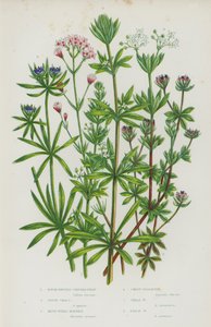 Plantas con flores de Gran Bretaña: Maíz de fruto rugoso, hierba gansa, rubia azul, castaño de Indias, castaño pequeño, castaño de Indias (litografía en color) de English School