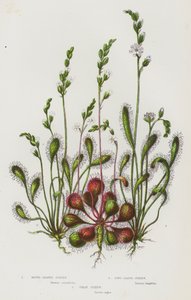 Plantas con flores de Gran Bretaña: Rocio de hoja redonda, Rocio de hoja larga, Gran rocio (litografía en color) de English School