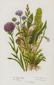 Plantas con flores de Gran Bretaña: Rampion de cabeza redonda, Rampion de púas, Escabiosa anual, Lobelia acrida, Lobelia acuática (litografía en color) de English School