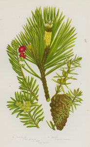 Plantas con flores de Gran Bretaña: Pino escocés, Enebro, Tejo de English School