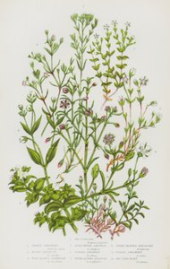 Plantas con flores de Gran Bretaña: Verdolaga de mar, Artemisa vernal, Artemisa alpina, Artemisa de hojas finas, Artemisa cubierta, Artemisa con flecos, Artemisa de hojas de tomillo, Artemisa de tres nervios, Artemisa púrpura, Artemisa de mar (litografía e de English School