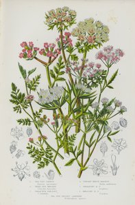 Plantas con flores de Gran Bretaña: Zanahoria de mar, perejil pequeño, perejil grande, perejil de seto erguido, perejil de seto esparcido, perejil de seto nudoso, hinojo de mar (litografía en color). de English School