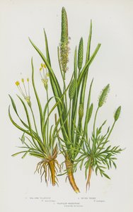 Plantas con flores de Gran Bretaña: Sea Side Plantain, Bucks Thorn, Plantain Shoreweed (litografía en color) de English School