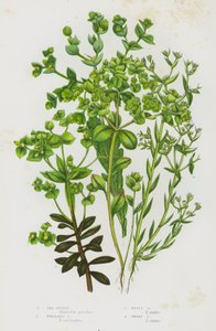 Plantas con flores de Gran Bretaña: Sea Spurge, Portland Spurge, Petty Spurge, Dwarf Spurge (litografía en color) de English School