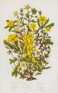 Plantas con flores de Gran Bretaña: Cinque-Foil arbustivo, Silver Weed, Cinque-Foil con flores de fresa, Hoary Cinque-Foil, Spring Cinque-Foil, Orange Alpine Cinque-Foil, Saw-Leaved Hairy Cinque-Foil, Creeping Cinque-Foil, Tormentil, White Cinque-Foil, Thr de English School