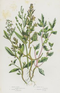 Plantas con flores de Gran Bretaña: Shrubby Orache, Stalked Sea Orache, Frosted Sea Orache, Spreading Fruited Orache (litografía en color) de English School
