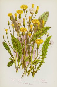 Plantas con flores de Gran Bretaña: Barba de halcón lisa, Barba de halcón rugosa, Barba de halcón de flor pequeña, Barba de halcón de hoja sucoria, Barba de halcón de los pantanos (litografía en color)