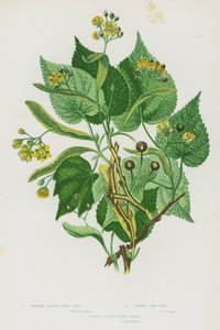 Plantas con flores de Gran Bretaña: Tilo de hojas lisas, Tilo común, Tilo de hojas grandes de English School