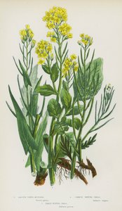 Plantas con flores de Gran Bretaña: Mostaza de torre lisa, Berro de invierno común, Berro de invierno temprano de English School