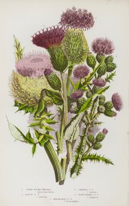 Plantas con flores de Gran Bretaña: Cardo de penacho lanceolado, Cardo de penacho palustre, Cardo de penacho rastrero, Cardo de penacho lanudo, Cardo de penacho melancólico (litografía en color)