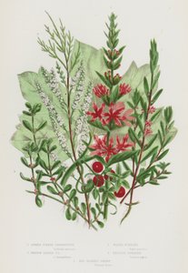 Plantas con flores de Gran Bretaña: Loosestrife púrpura espigada, Loosestrife púrpura de hojas de hisopo, Pursiane de agua, Tamarisco inglés, Briony de bayas rojas de English School