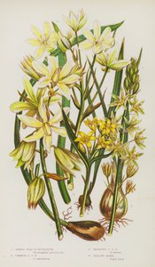 Plantas con Flores de Gran Bretaña: Estrella de Belén Espigada, Estrella de Belén Común, Estrella de Belén Caída, Gagea Amarilla (litografía en color) de English School