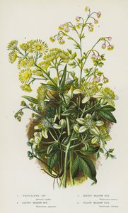 Plantas con flores de Gran Bretaña: Alegría del viajero, Ruda de pradera alpina, Ruda de pradera menor, Ruda de pradera amarilla de English School