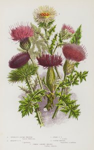 Plantas con flores de Gran Bretaña: Tuberous Plume Thistle, Meadow Plume Thistle, Dwarf Plume Thistle, Cotton Thistle, Common Carline Thistle (litografía en color)