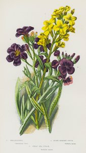 Plantas con flores de Gran Bretaña: Wallflower, Hoary Shrubby Stock, Great Sea Stock (litografía en color)