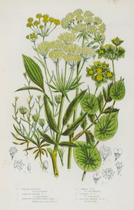 Plantas con flores de Gran Bretaña: Parsnep de agua, Parsnep de agua de hoja estrecha, Oreja de liebre de hoja estrecha, Oreja de liebre común, Oreja de liebre esbelta, Oreja de liebre de hoja falcada de English School