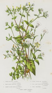 Plantas con flores de Gran Bretaña: La pamplina de orejas de ratón, la pamplina de orejas de ratón de hoja ancha, la pamplina de orejas de ratón de hoja estrecha, la pamplina de orejas de ratón pequeña, la pamplina de orejas de ratón de cuatro hendiduras,  de English School