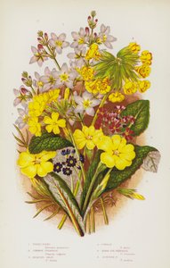 Plantas con Flores de Gran Bretaña: Violeta de Agua, Primavera Común, Oxlip de Jacquin, Primavera, Primavera de Ojo de Pájaro, Primavera Escocesa (litografía en color) de English School