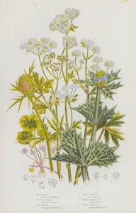 Plantas con flores de Gran Bretaña: Podredumbre blanca, Sanícula de madera, Acebo de mar, Eryngo de campo, Cicuta de agua, Apio silvestre