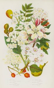 Plantas con flores de Gran Bretaña: Wild Pear, Crab Apple, Wild Service Tree, True Service Tree, Mountain Ash, White Beam Tree (litografía en color) de English School