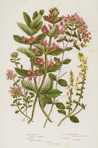 Plantas con flores de Gran Bretaña: Tomillo silvestre, Mejorana, Germander de madera, Germander de agua, Germander de pared de English School