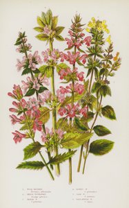 Plantas con Flores de Gran Bretaña: Betónica de Bosque, Hierba de la Herida de Seto, Hierba de la Herida de Pantano, Hierba de la Herida Peluda, Hierba de la Herida de Maíz, Hierba de la Herida Anual Pálida de English School